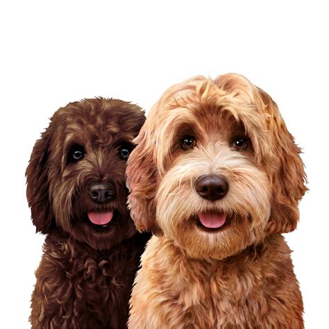 |Oodle has a wide array of categories including pets, personals and services