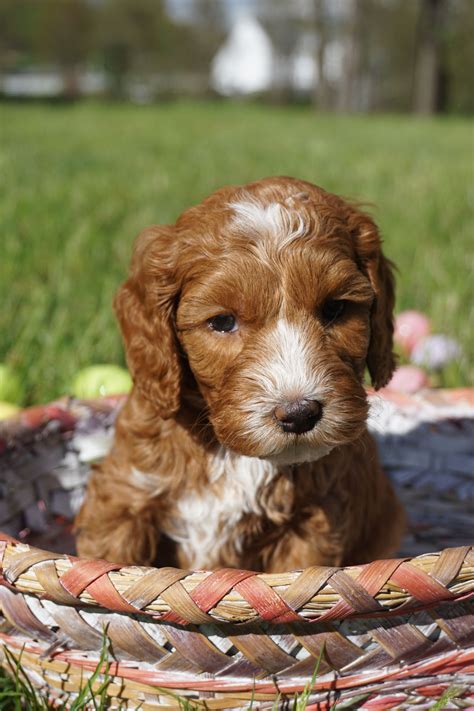 |Our Labradoodle puppies have lots of opportunities to play with our children, and water games are definitely on top of the list