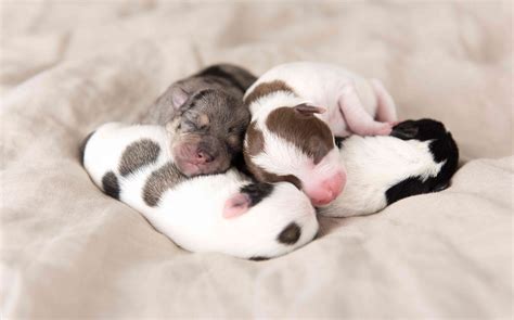 |Our puppies are born in our home, in a warm and loving environment with many hands to help