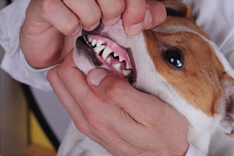 |Proper dental care for your dog will help prevent gum disease and tooth decay