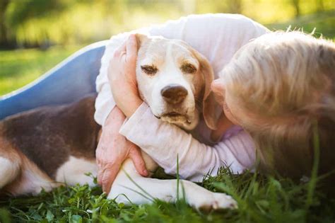 |Senior dogs may require a diet lower in calories and fat to maintain a healthy weight and higher fiber to support digestive health