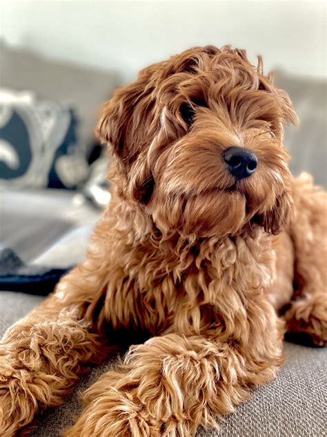 |Shipping Whilst we prefer our Labradoodle Puppies to go to local Gold Coast and Brisbane homes, we can assist with shipping around Australia at your cost