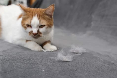|So, watch out for shed fur from this age
