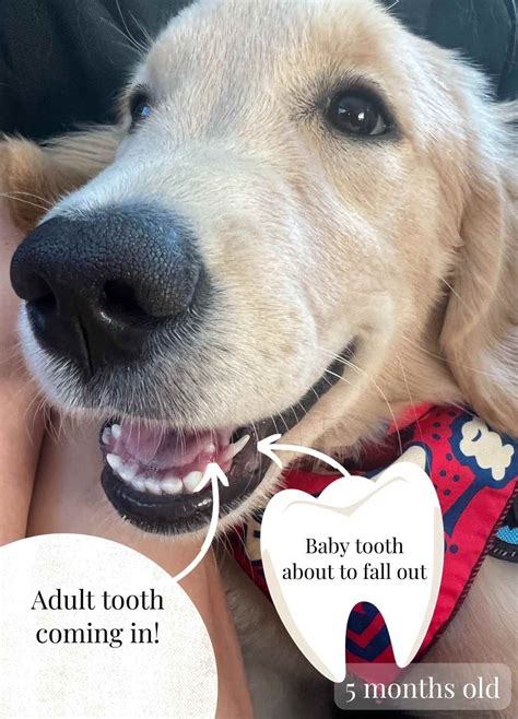 |So, when do Labradoodle puppies start to lose their teeth?|They typically begin losing their puppy teeth around 3 to 4 months old