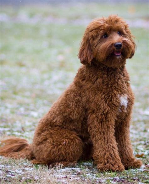 |So finding a Red Labradoodle is even more extraordinary