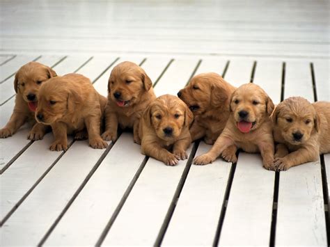 |So we usually have a good selection of very high-quality puppies