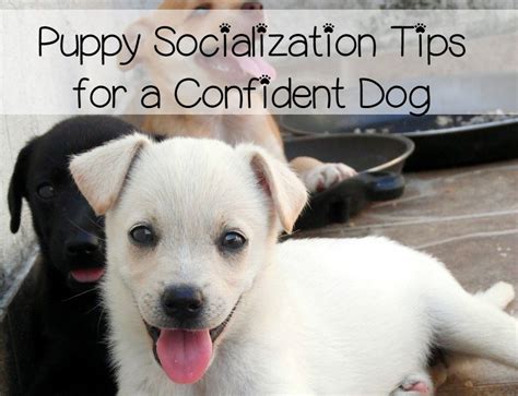 |Socialization is the key for puppies developing into the lifelong companions that families can be proud to own