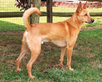 |Sorry, we do not currently have any Carolina Dog breeders listed