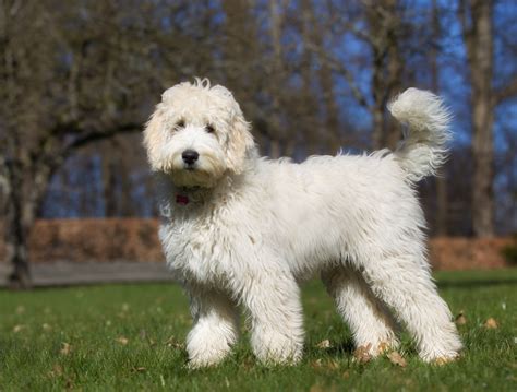 |Start your search for the best Labradoodle breeder in New Hampshire with this list of reputable Labradoodle breeders