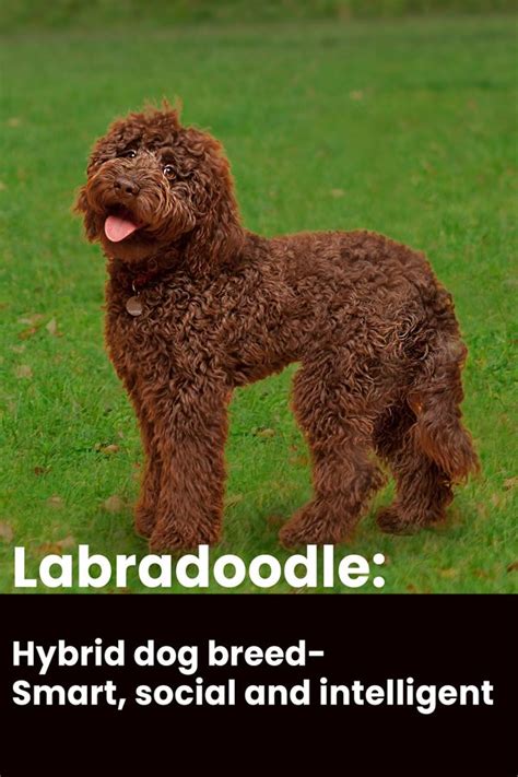 |Still, because the Labradoodle is a newer generation crossbreed, there is a lot of speculation regarding the majority of his roots