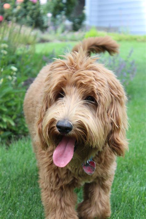 |Subsequently,we began breeding labradoodles in so that others could experience the joy of labradoodle ownership, Every labradoodle puppy is born and raised at our home