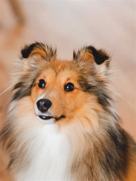 |Suddenly, a person walks by with their miniature collie and comments, "Wow!|Your dog has grown so much!|Size Predictions: The Magic Number Typically, when a Mini Labradoodle reaches full size, they can weigh between 15 to 30 pounds and stand around 16 inches tall at the shoulder