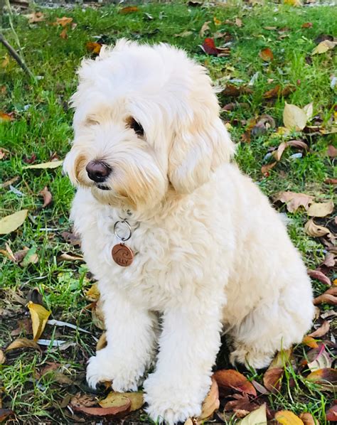 |Tango Wool Labradoodles is a small breeder and all of their pups are home-raised