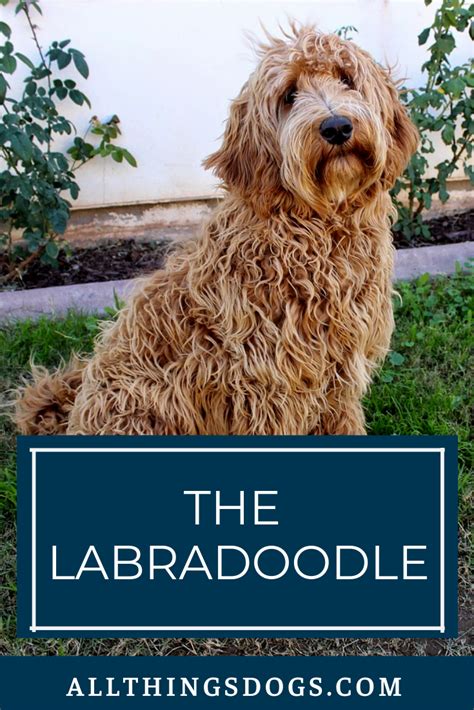 |Thanks to their affectionate, sociable personalities, Labradoodles make great pets for first-time owners, families, or anyone looking for a companion