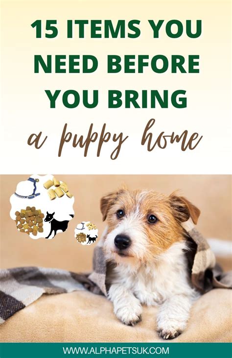 |That way, you will have a great idea of what to expect from your pooch before or once you bring them home with you