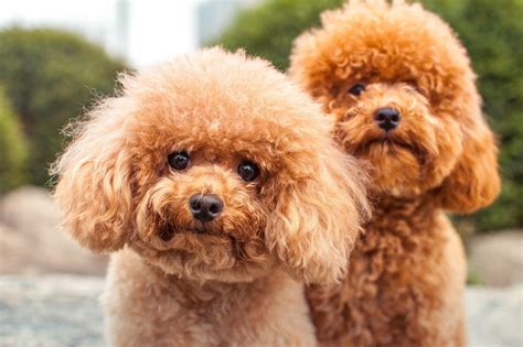 |The F1BB puppies usually have curlier coats and will be totally hypoallergenic