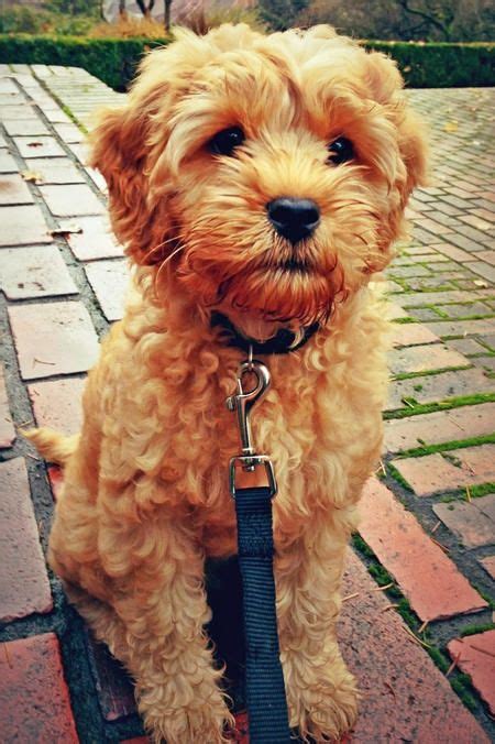 |The Labradoodle is an intelligent and eager-to-please dog