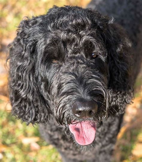 |The Labradoodle is extremely intelligent, taking on both characteristics from the Lab and the Poodle
