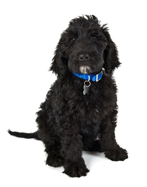 |The ancestry of the modern, domesticated dogs we have today, like the black labradoodle puppies for sale you might find, dates back to between 18, and 32, years ago when they evolved from wolves, a type of animal known for its pack mentality