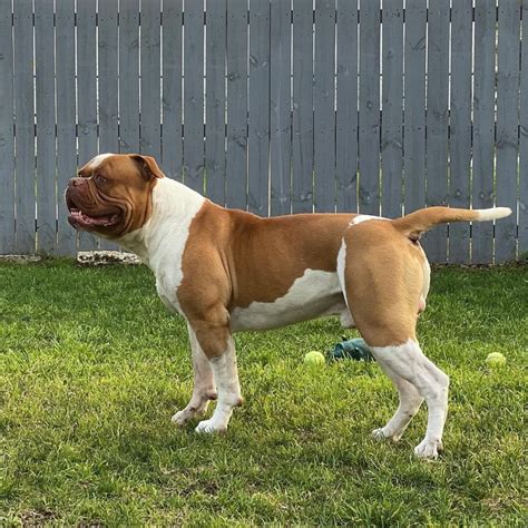 |The bully type, or Johnson American Bulldog, is shorter, broader, more muscular, and has a shorter and more wrinkled face