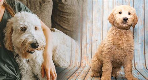 |The difference is that your Labradoodle may actually bite to tell someone to back out of their space and leave them alone