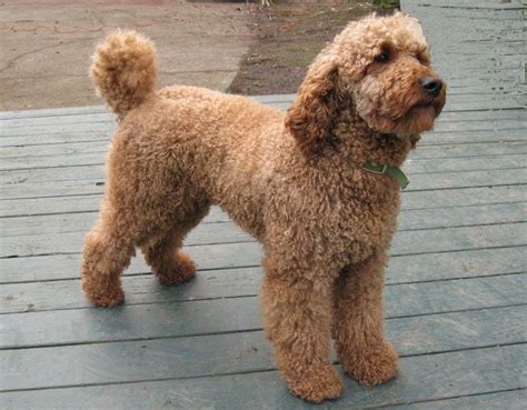 |The father is a Mini Poodle and the mother is an F1 Labradoodle