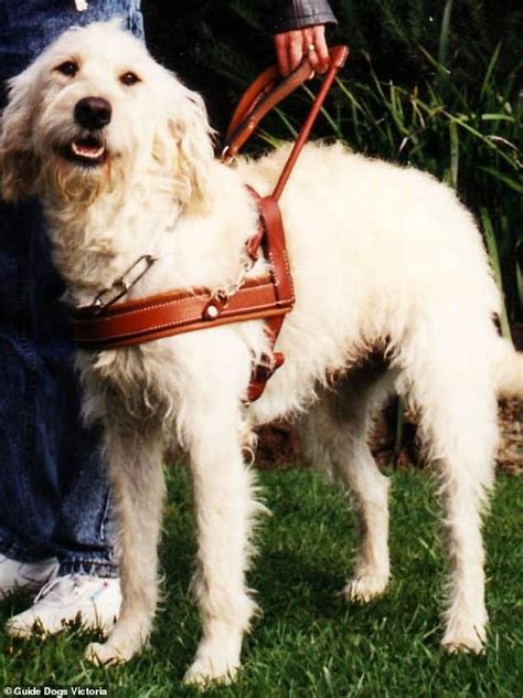 |The first example of this type of dog, called Sultan, went to live with a lady in Hawaii, where other breeders saw him as an inspiration and this is how Australian Labradoodle puppies started