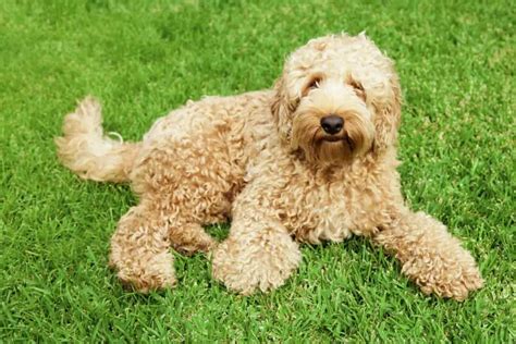|The only thing you can count on for sure is that all the labradoodles will share a distinguishable curly coat