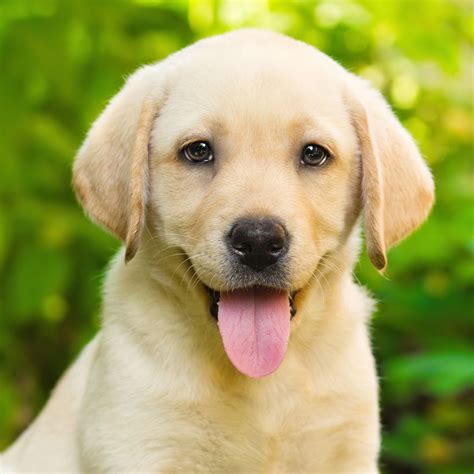 |The puppies get these great qualities from both their parents of Labrador Retrievers and Poodles