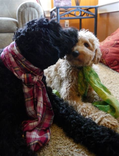 |The resulting labradoodles subsequently have been bred to each other, continuing the multi-generational tradition