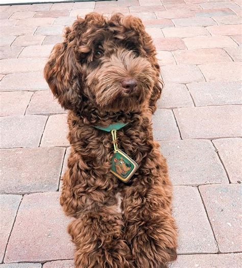 |The tightness of the curl purely depends on the Labradoodles genetics