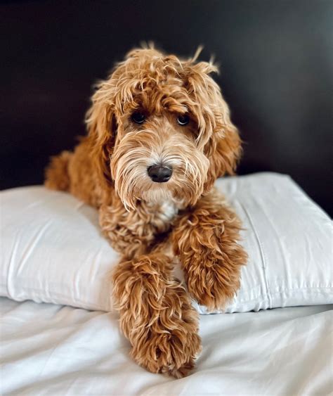 |Their family also includes an Australian Labradoodle, Peanut, a mixed breed dog, Millie, and Mellow the cat