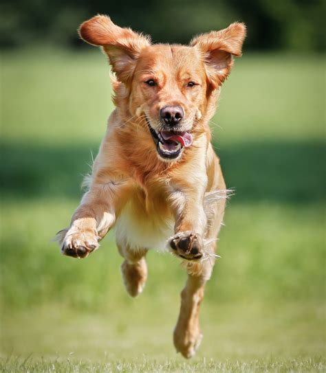|These dogs are incredibly active, coming from two very active breeds