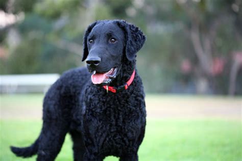 |They can have the shorter, coarser coat of the Labrador Retriever, the curly coat of the Poodle, or something in between!|While an F1 Labradoodle will likely shed less than the average Labrador Retriever, there is a high likelihood that they will shed at least a little
