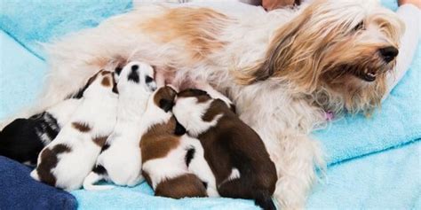 |They promote a healthy bonding of puppies with their mother and littermates