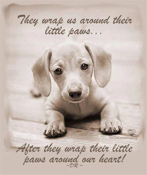 |They truly are amazing animals and they will have you wrapped around their little paws before you know it