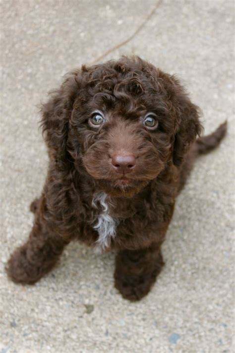 |Third, we try to find appropriate families for our Chocolate Labradoodle puppies