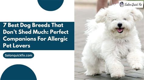 |This amazing trait makes them the perfect companion for someone who is allergic to fur