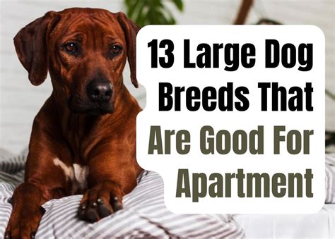 |This breed is also a good choice for people who live in apartments as long as they get at least minutes of exercise a day