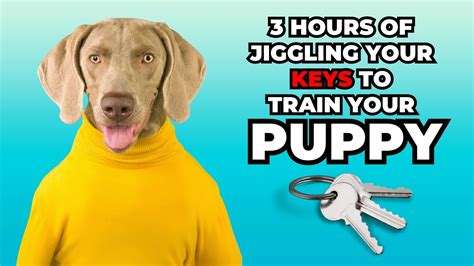 |This helps desensitize your puppy to the sounds of life traffic, fireworks, outdoor machinery, crying baby, misc appliances, automobiles, etc