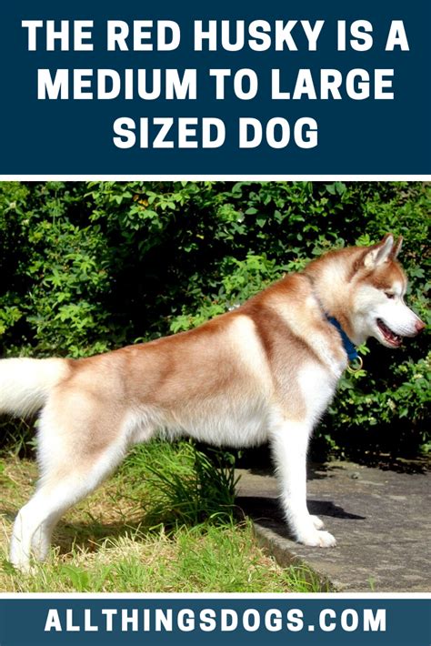 |This is because taller dogs also tend to be heavier and thus require large, sturdy paws to support all that weight