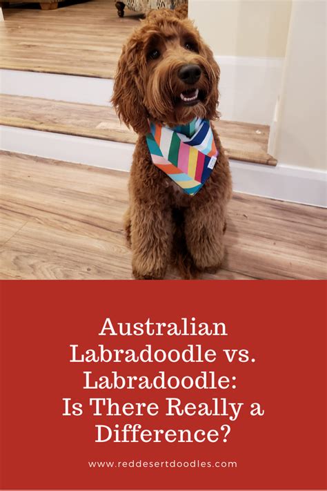 |This is not the case with Labradoodles