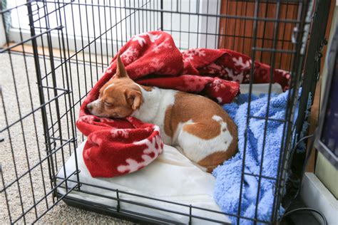 |This is very important the first few weeks in your home to continue the crate training