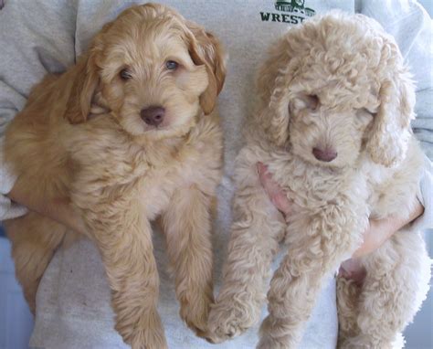 |This is why we wanted to have pick of the litter for our Labradoodle and our Poodle and why we only obtained puppies from reputable breeders that we knew we could trust
