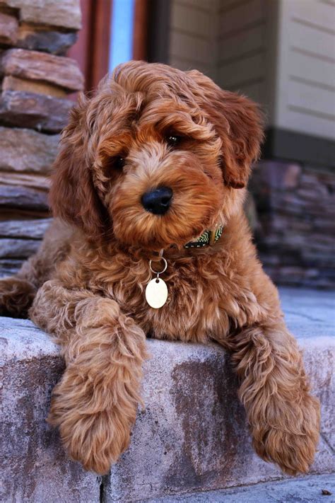 |This little Labradoodle has the characteristics of many highly sought after breeds making her lovable, intelligent, loyal, friendly, and hypo-allergenic non to low shedding , all while being easily trained