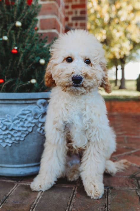 |This means that mini Labradoodles will be highly trainable as well