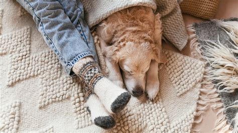 |This method also gives your dog a safe space where they feel comfortable and cozy as they adjust to a new home
