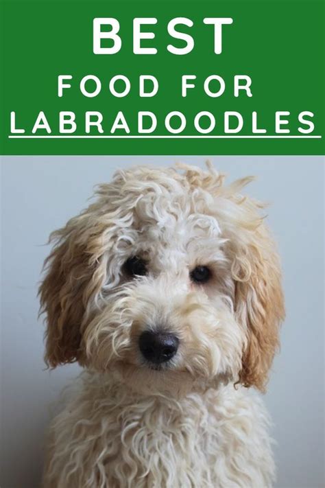 |Tip 2: Treats and More Treats!|Labradoodles have a healthy appetite that you can use to your advantage while potty-training them