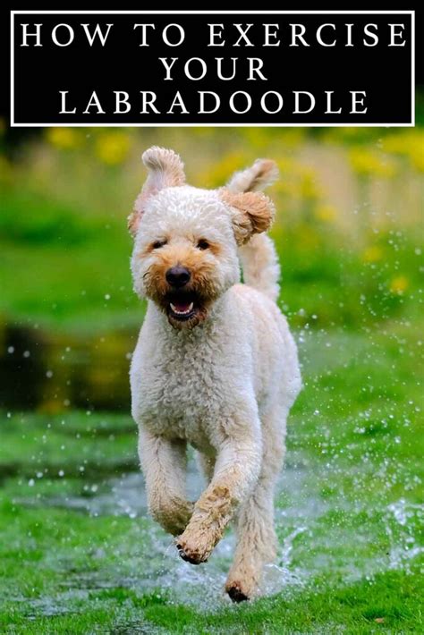 |To ensure your Labradoodle is getting the exercise it needs, consult your veterinarian