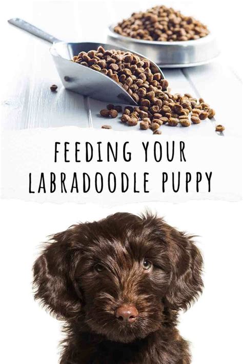 |To know how much you need to feed your Labradoodle, you will need to focus on his age